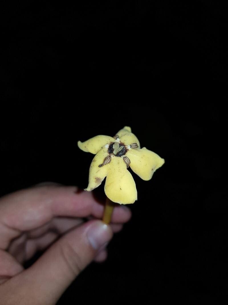 Tocoyena pittieri flower