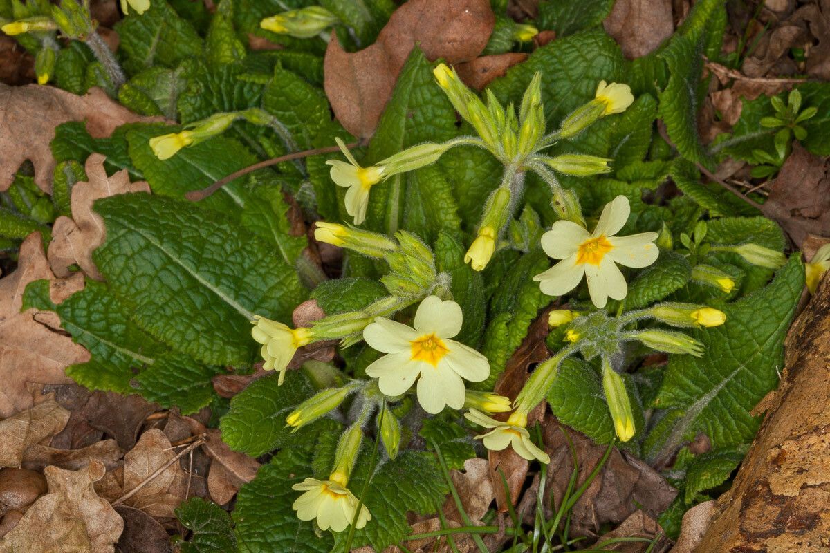 Primula × digenea flower