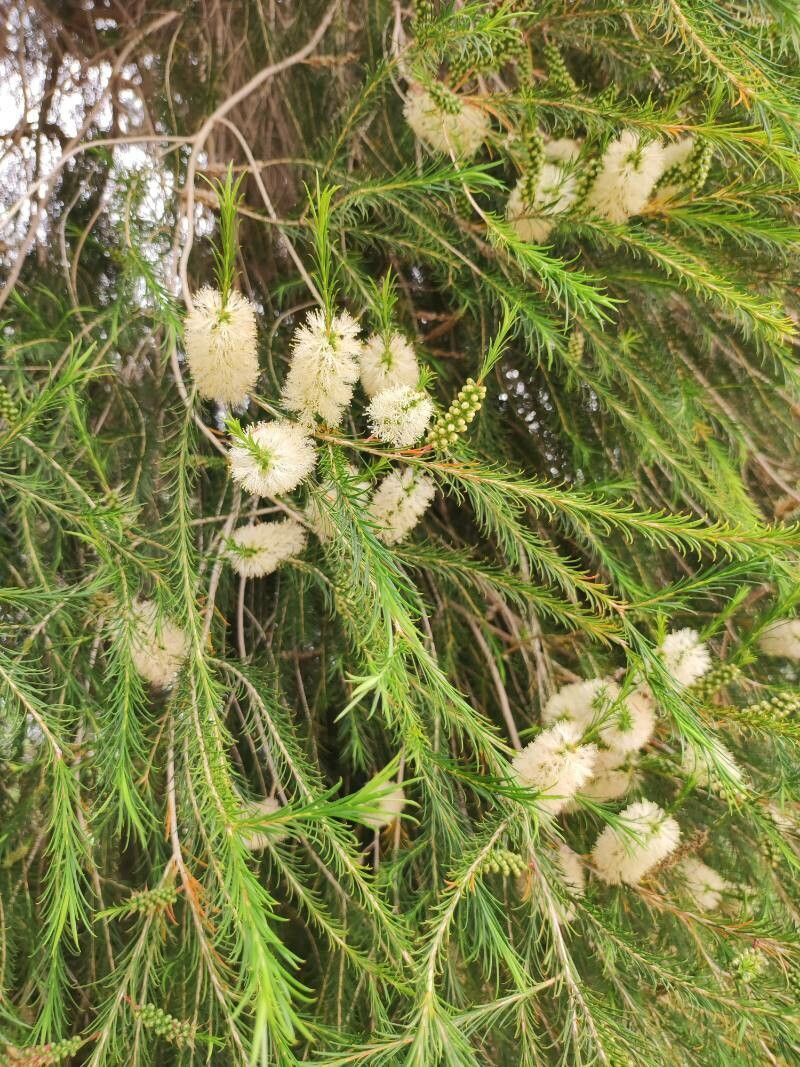 Melaleuca ericifolia flower
