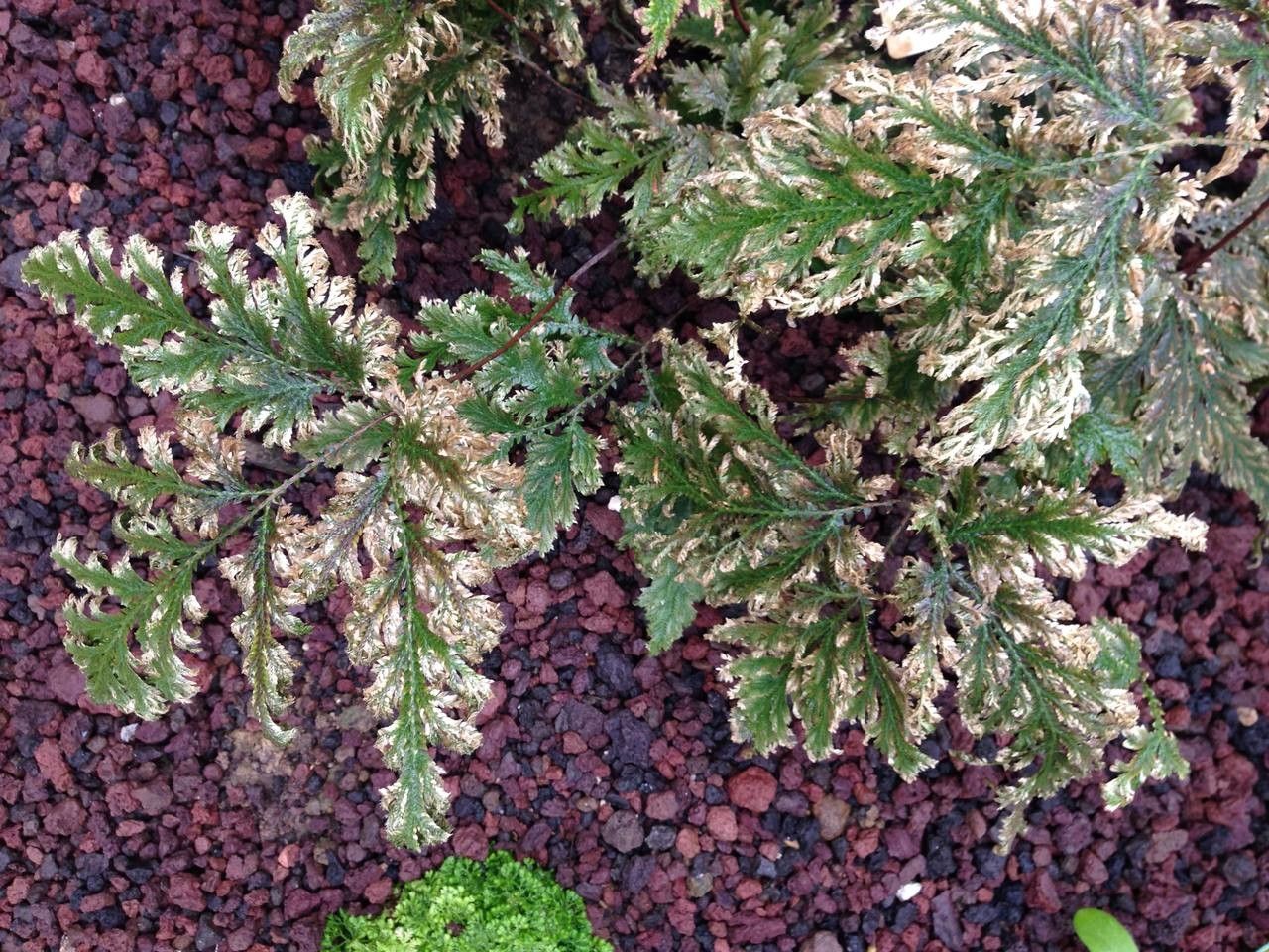 Selaginella vogelii habit