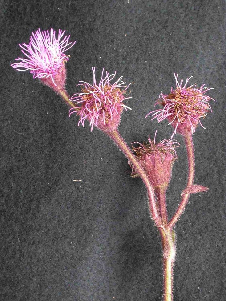 Campuloclinium macrocephalum flower