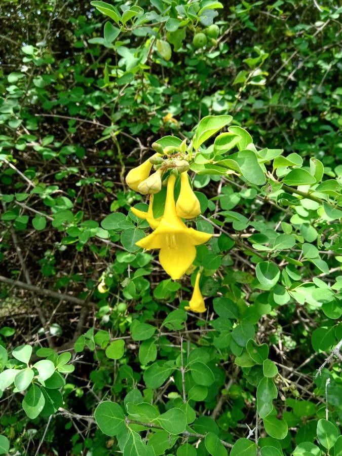 Gmelina asiatica flower