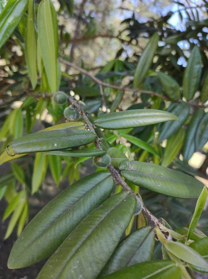 Myrciaria glazioviana — search result for 'Myrtaceae'