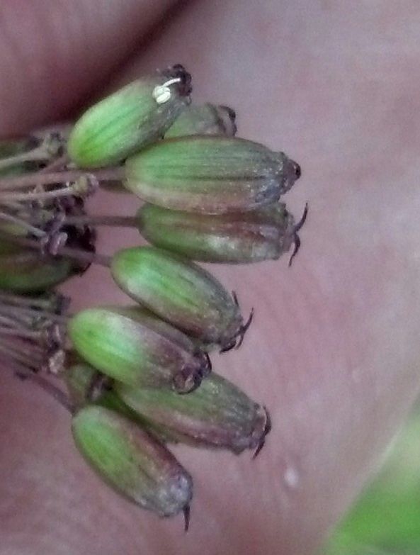 Oxypolis fendleri fruit