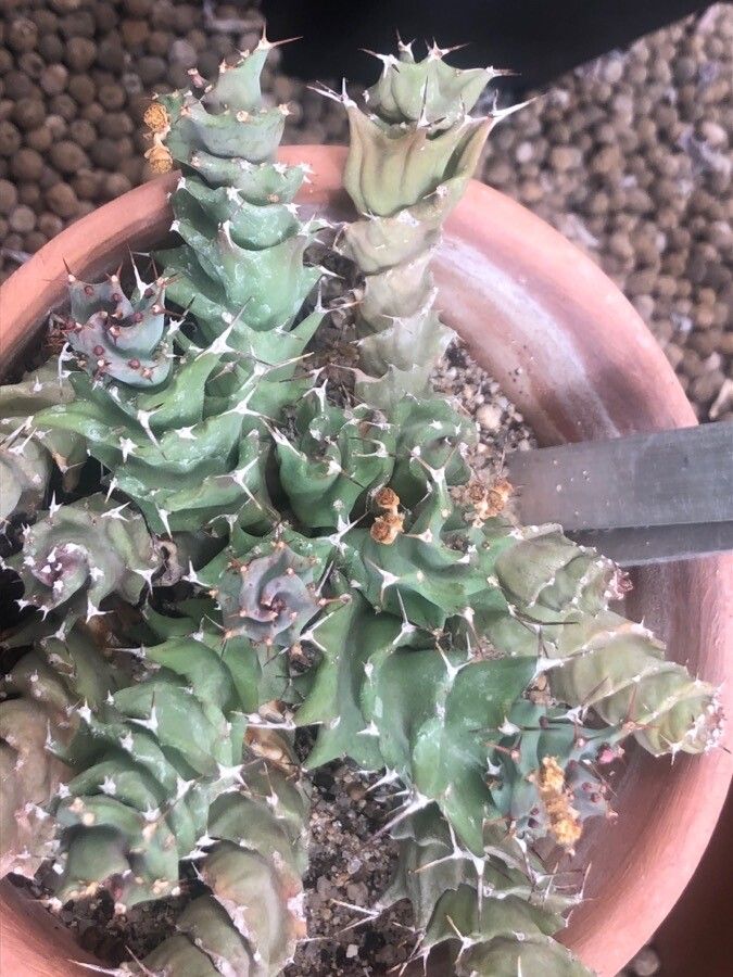 Euphorbia groenewaldii leaf