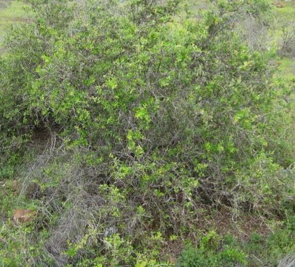 Castela galapageia habit