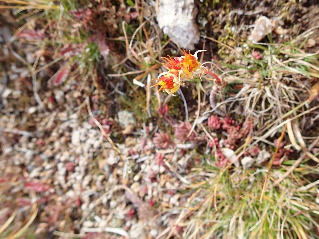 Sedum stenopetalum habit