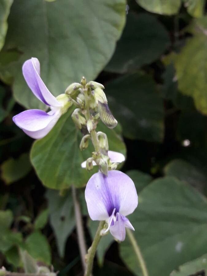 Pueraria phaseoloides flower