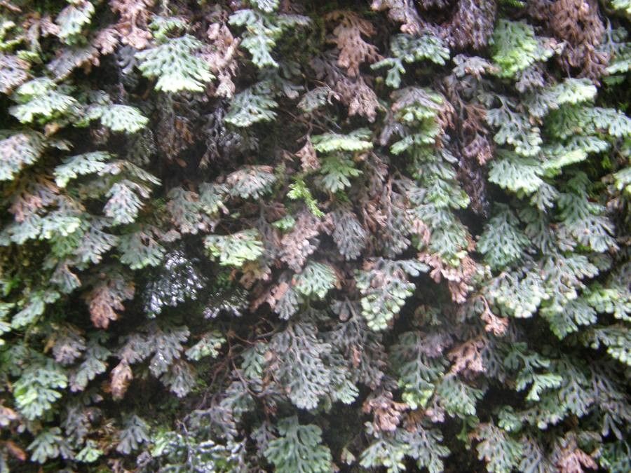Hymenophyllum barbatum — related species from the same genus