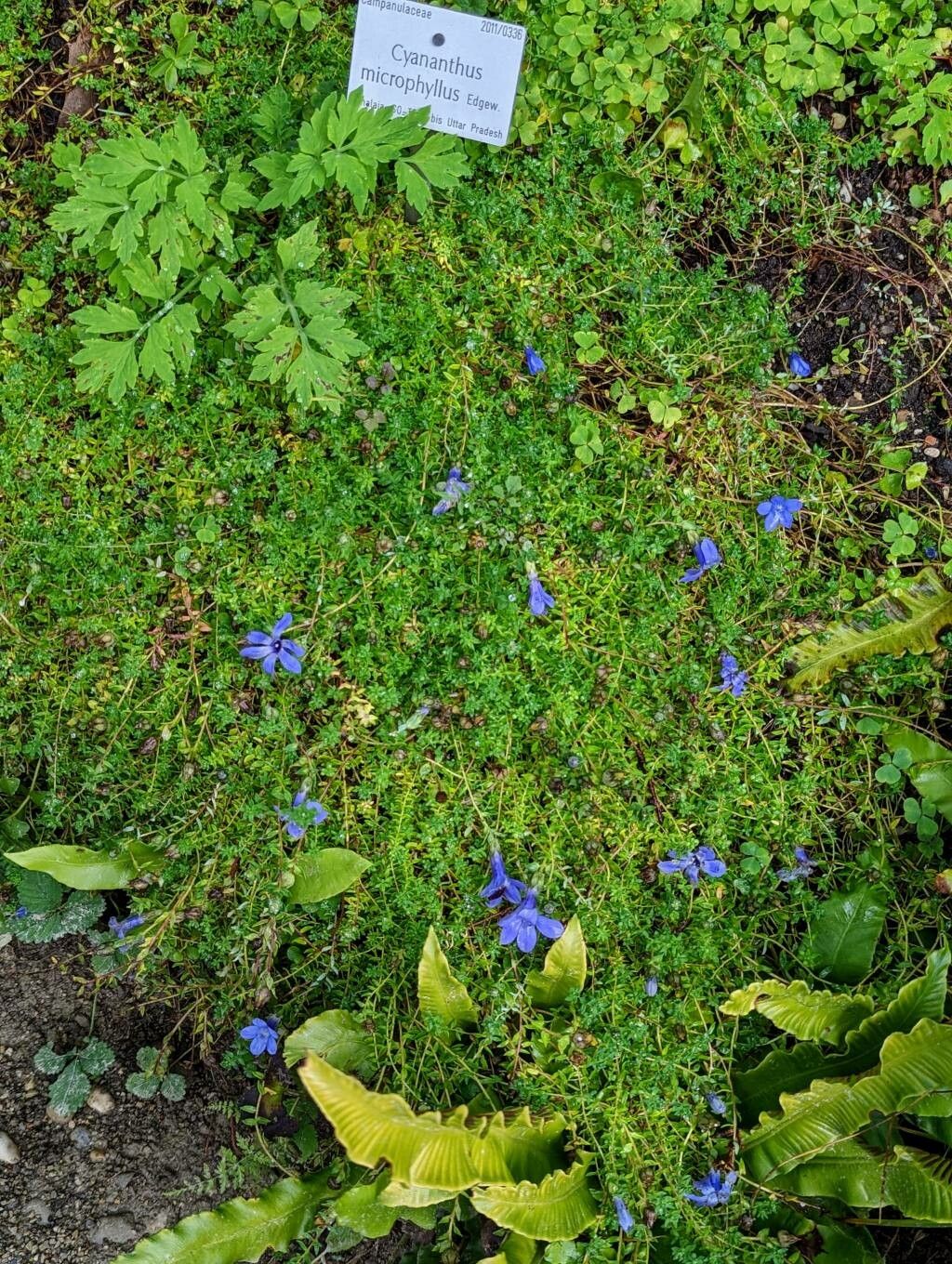 Cyananthus microphyllus habit