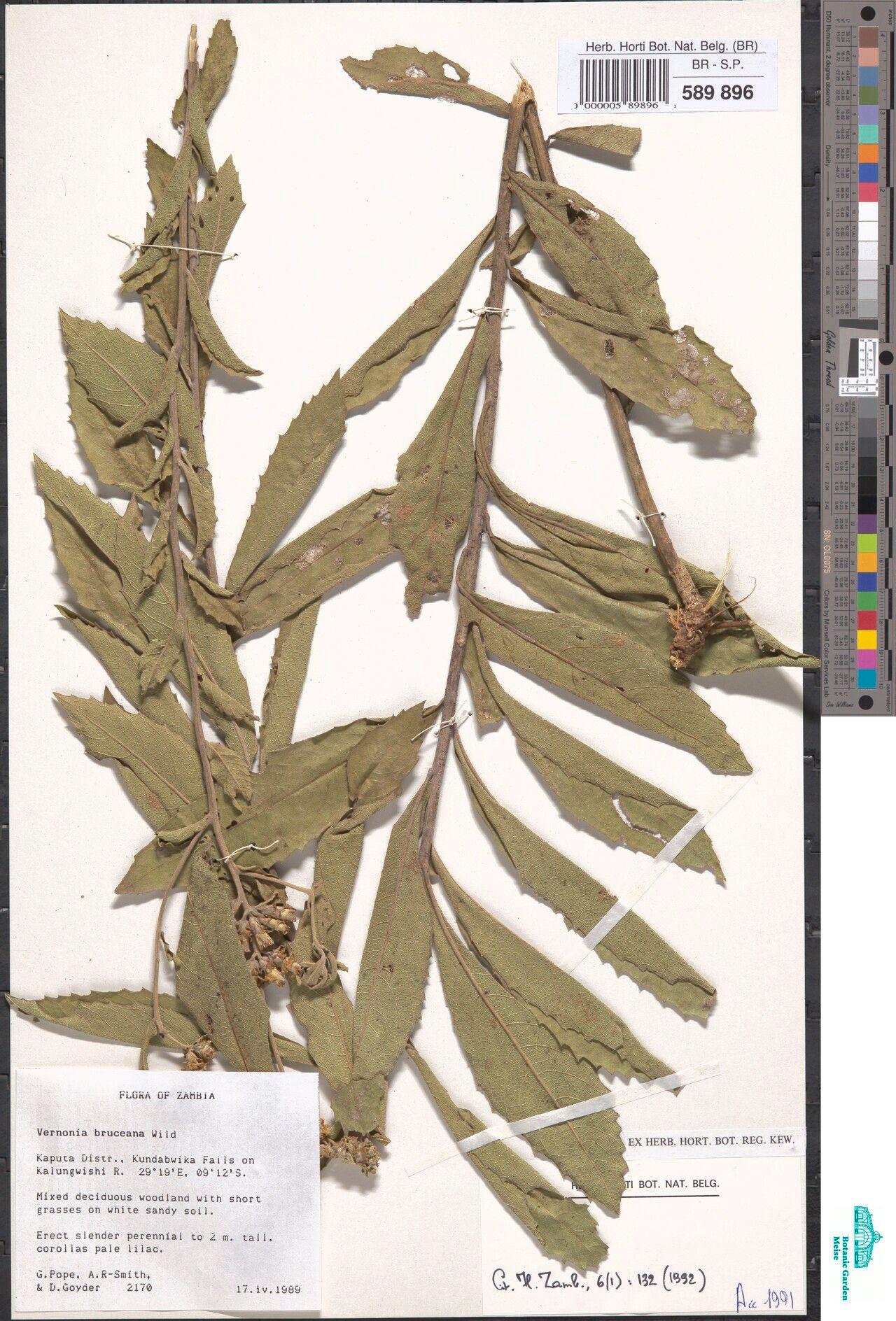 Vernonia bruceana — houseplant care guide