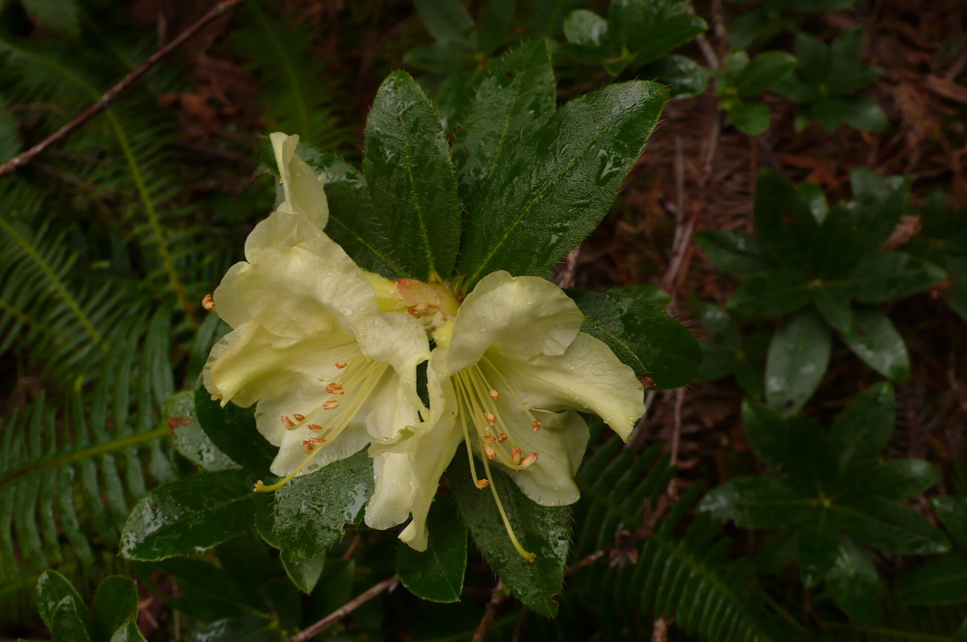 Rhododendron fletcherianum flower