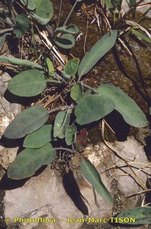 Hieracium sublacteum habit
