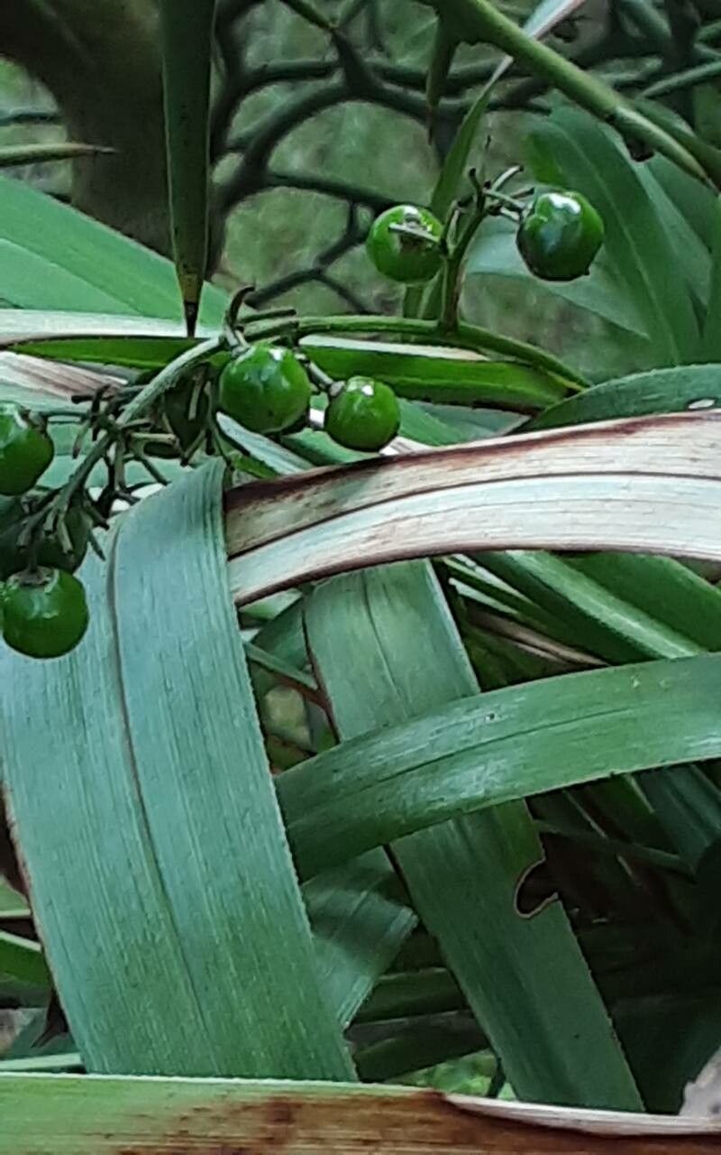 Dianella bambusifolia fruit