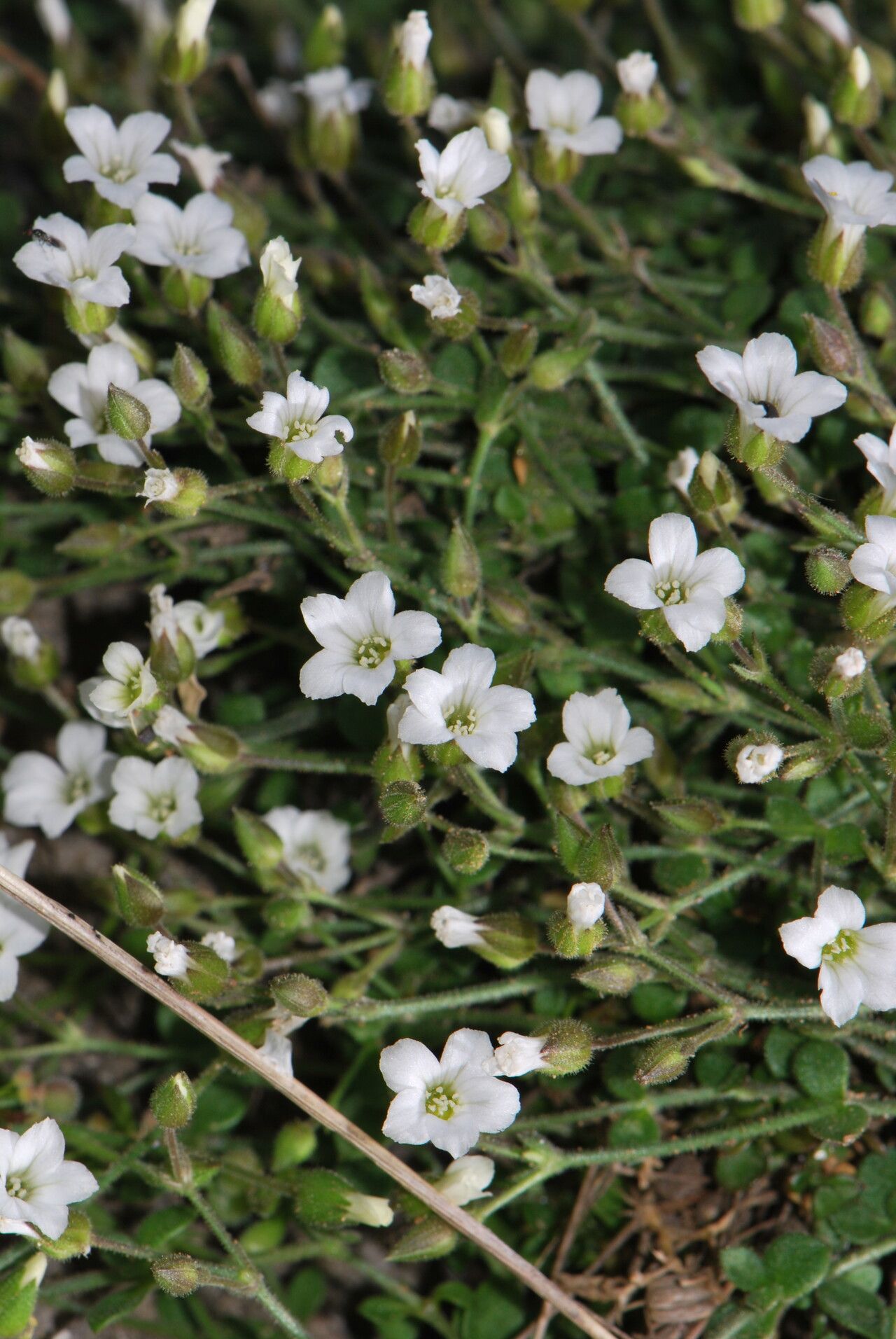 Arenaria fragillima flower