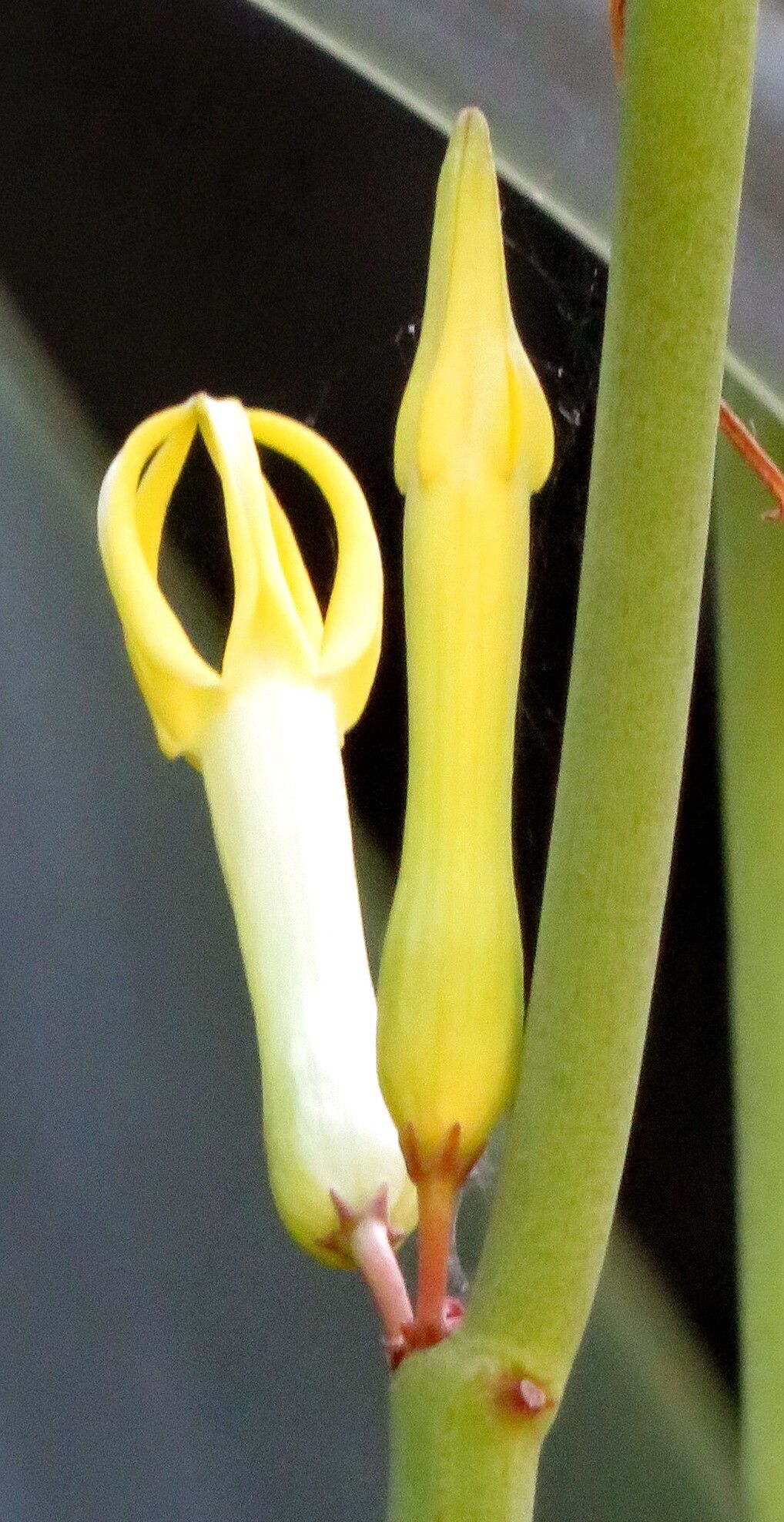 Ceropegia dichotoma flower