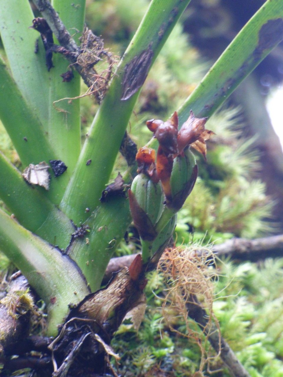 Angraecum bracteosum fruit
