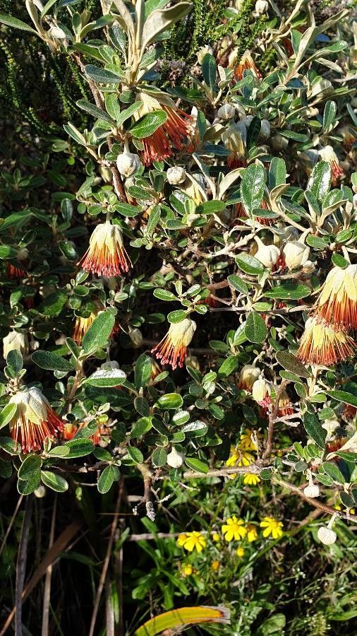 Diplolaena angustifolia flower