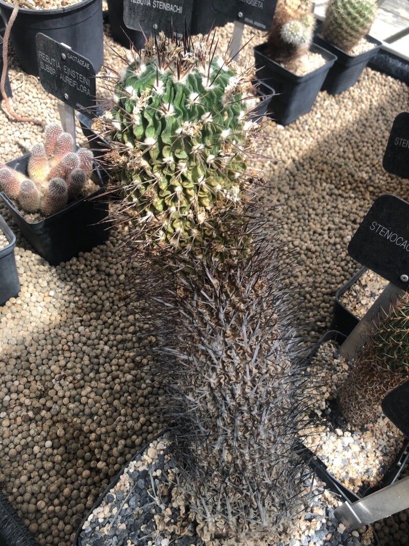 Stenocactus crispatus leaf