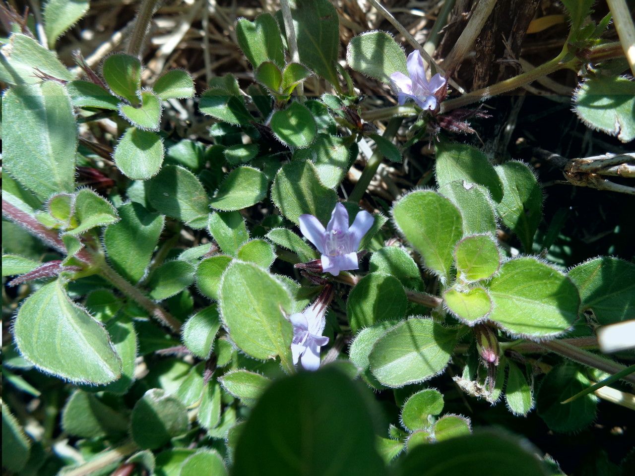 Barleria angustiloba habit