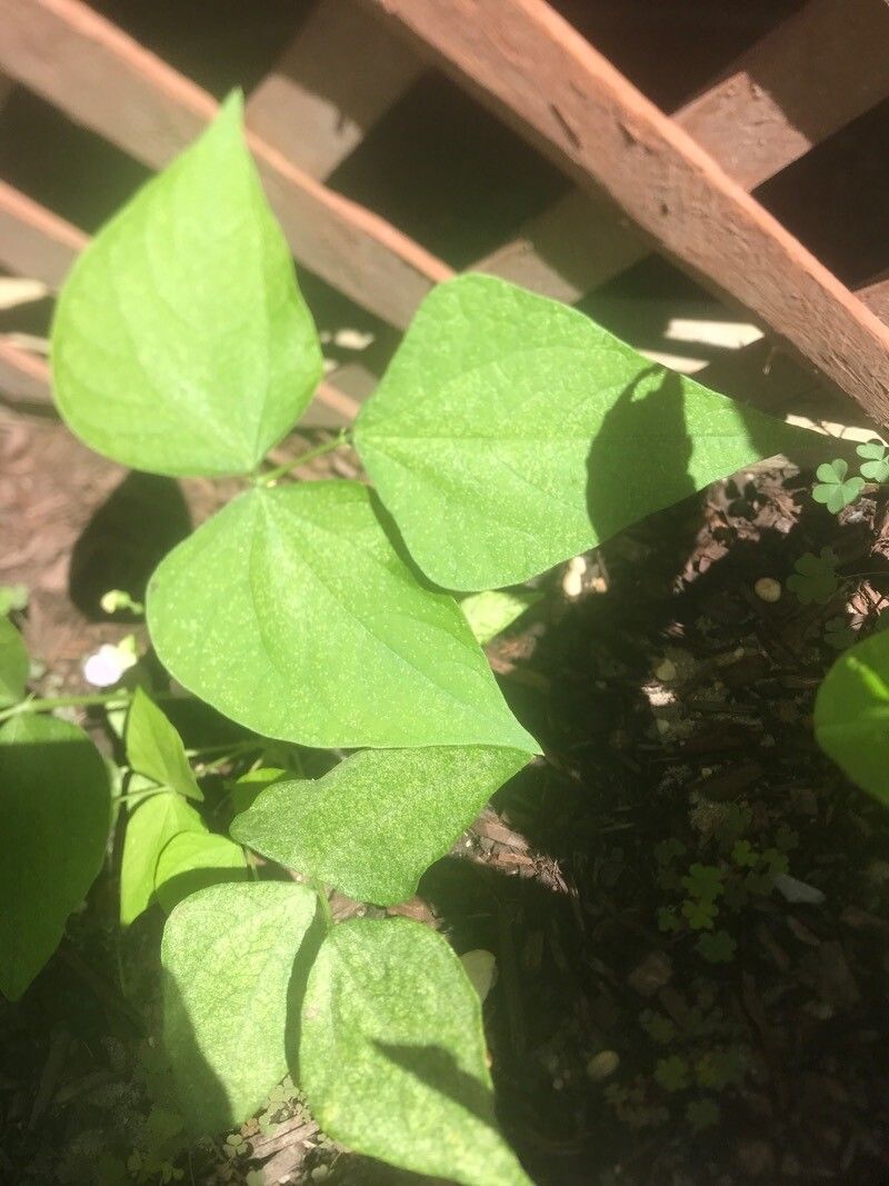 Dipogon lignosus leaf