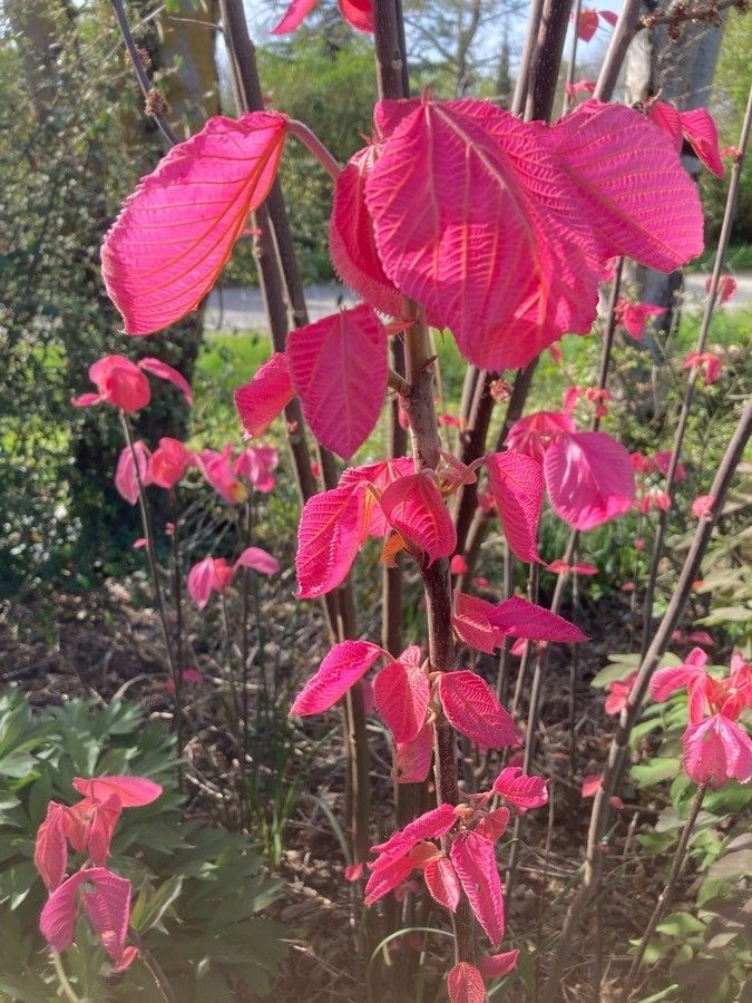 Alchornea davidii — houseplant care guide