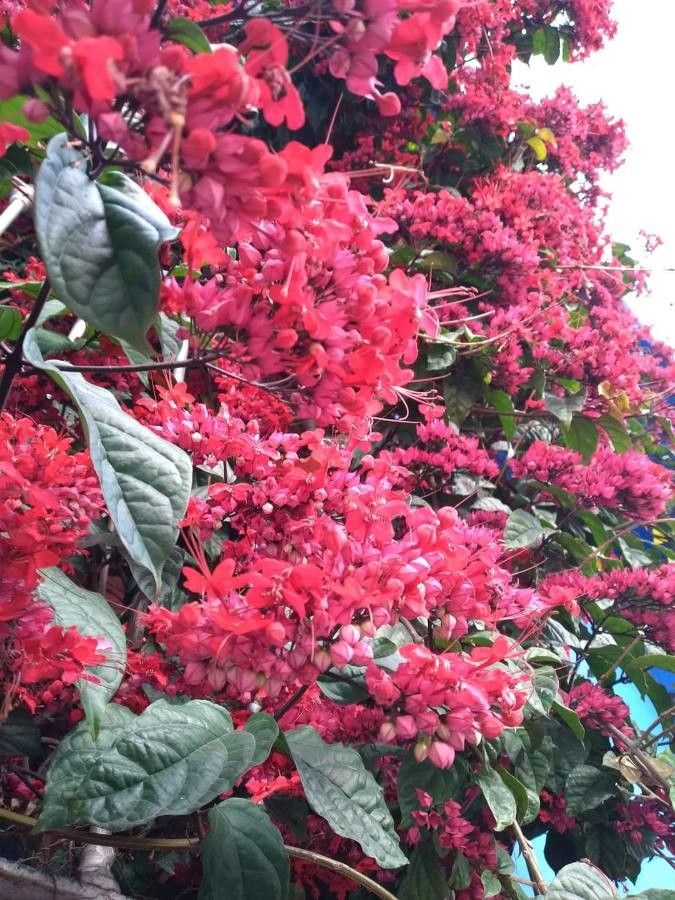 Clerodendrum × speciosum fruit