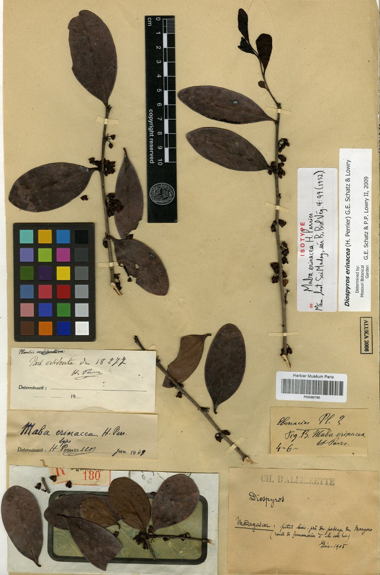 Diospyros erinacea — houseplant care guide