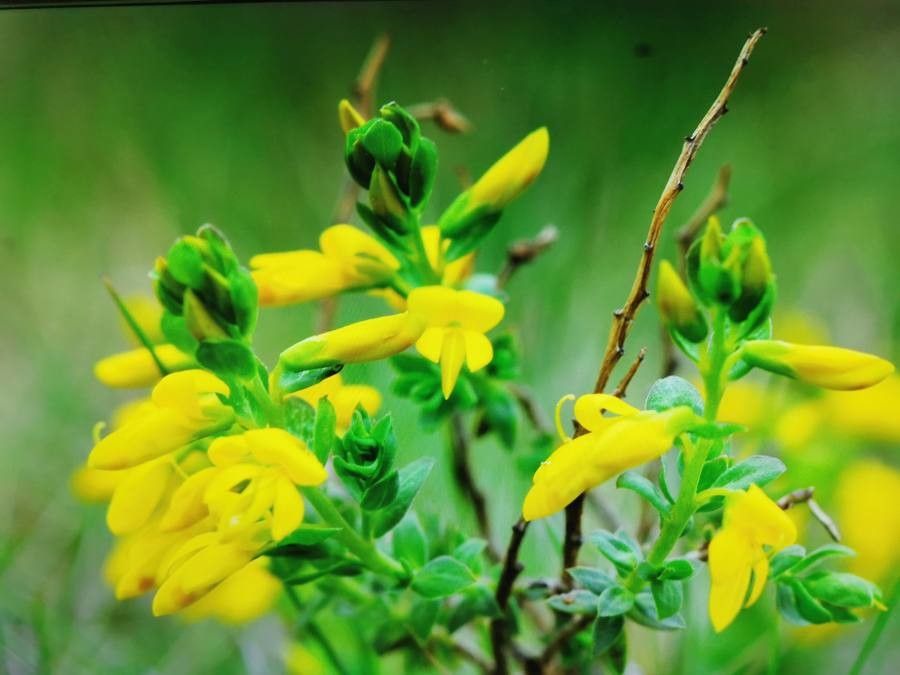 Genista anglica — related species from the same genus