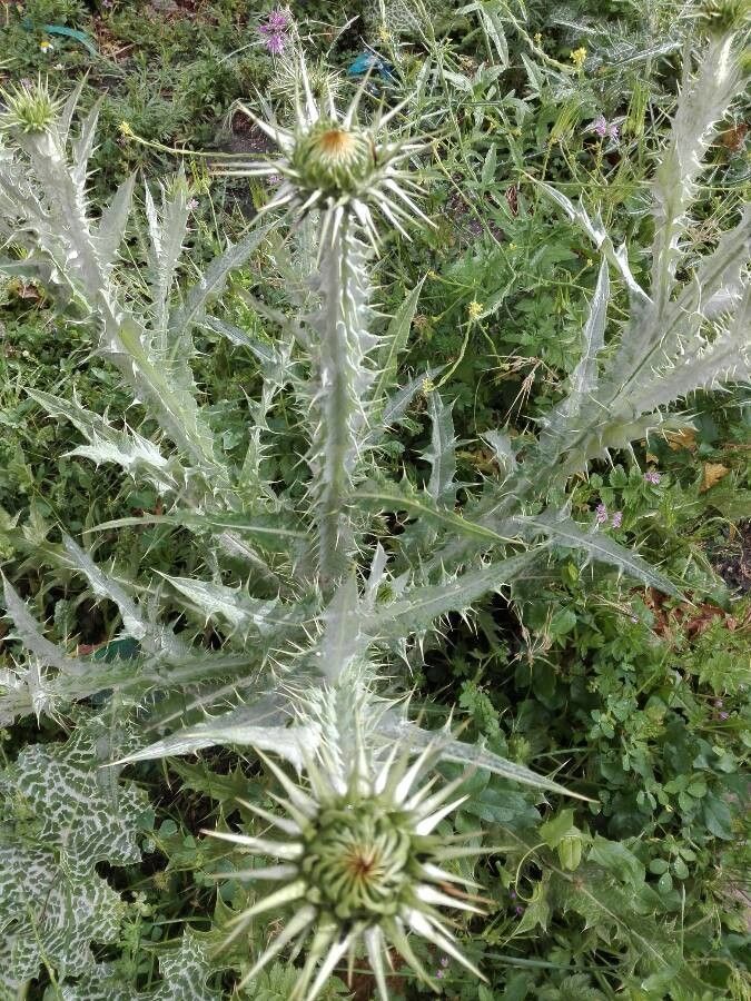 Onopordum macracanthum fruit