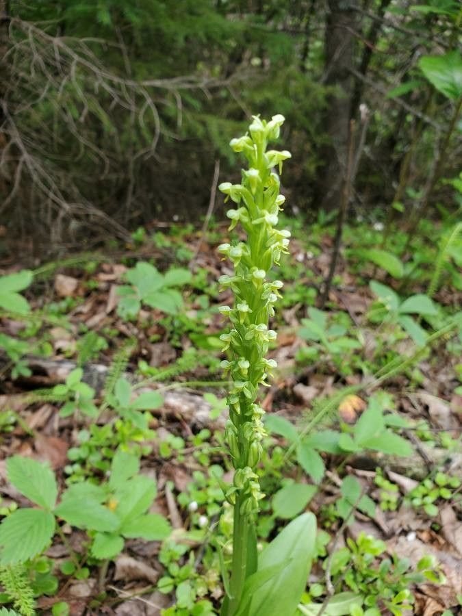 Platanthera aquilonis flower