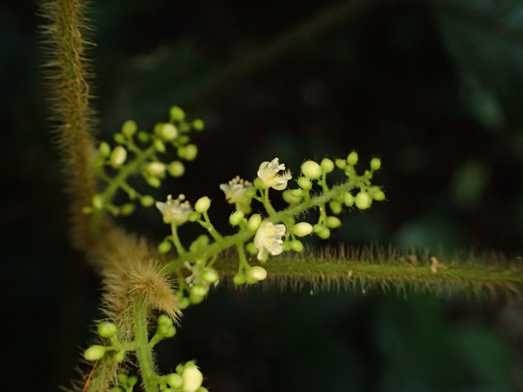 Allophylus conraui flower