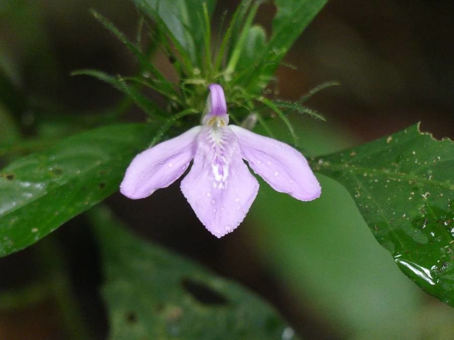 Justicia carthaginensis flower