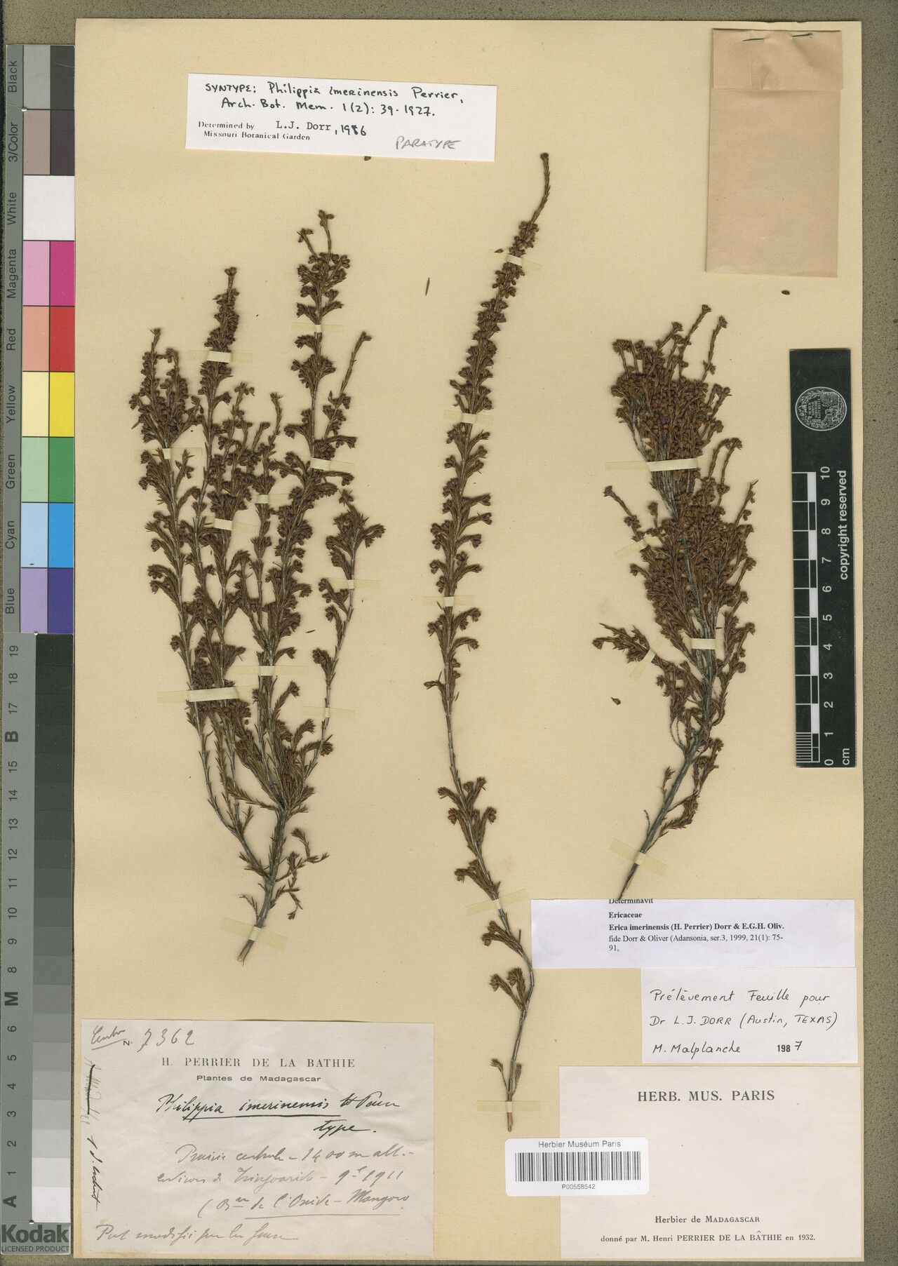 Erica imerinensis — search result for 'Erica'