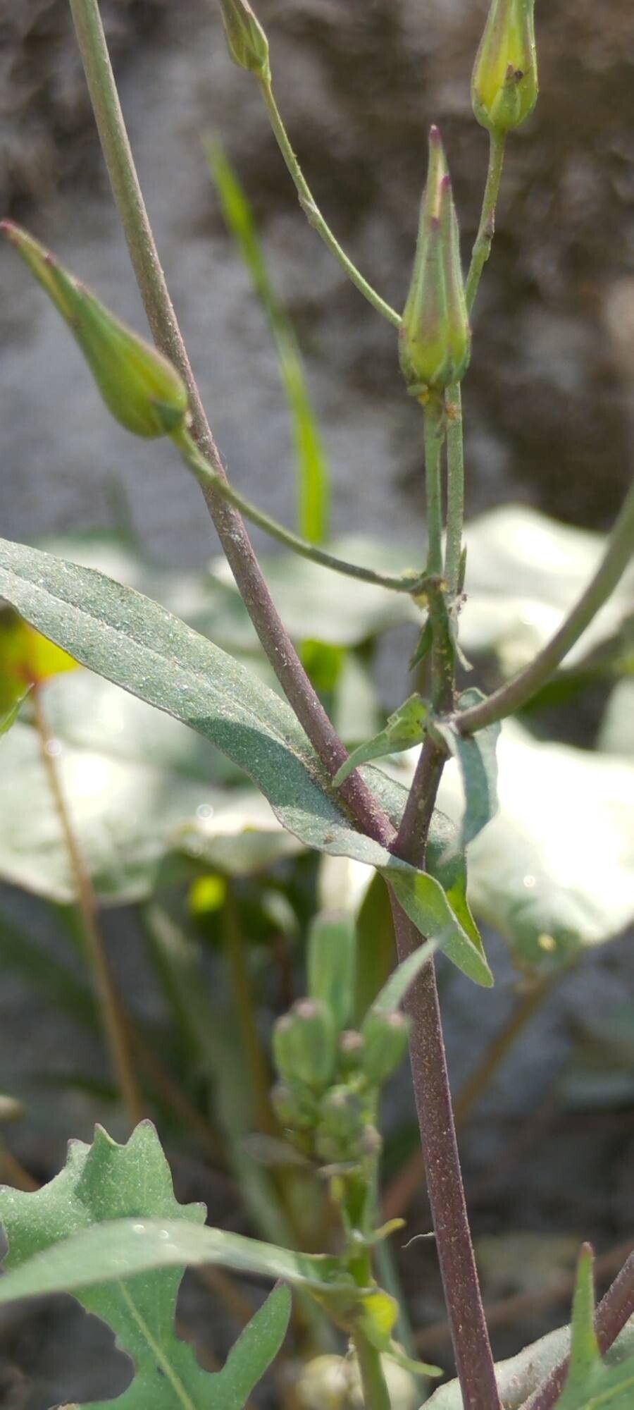 Lactuca dissecta — search result for 'Lactuca'