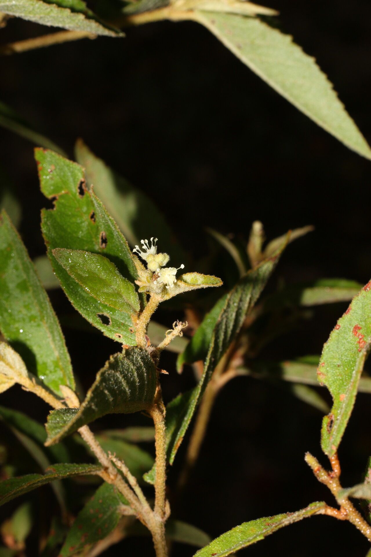 Croton jutiapensis leaf