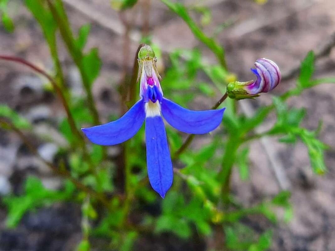 Lobelia rhombifolia — houseplant care guide