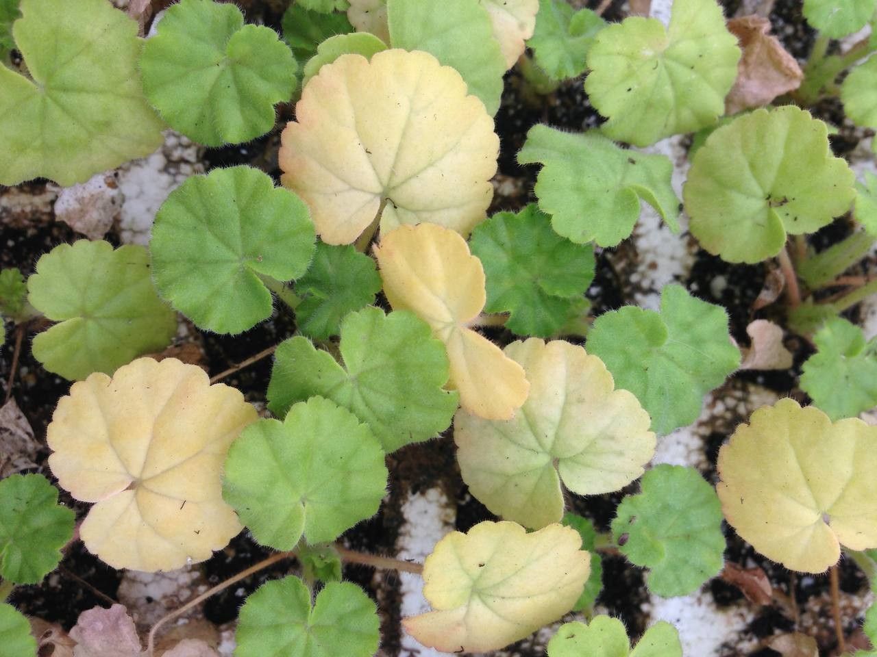 Pelargonium spp. habit