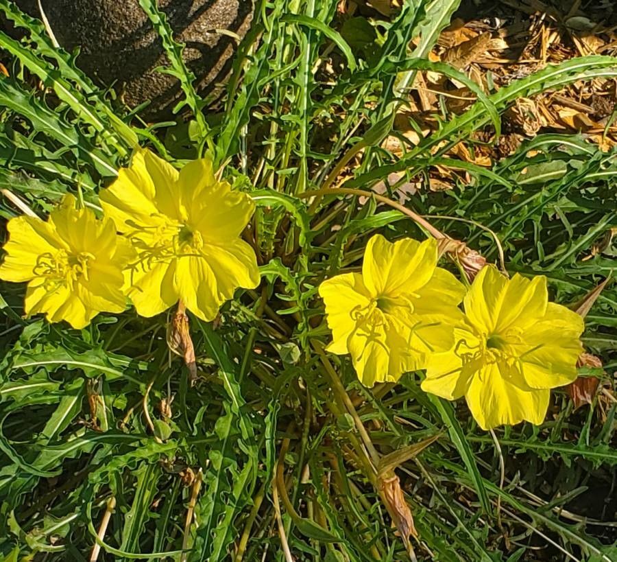 Oenothera flava flower
