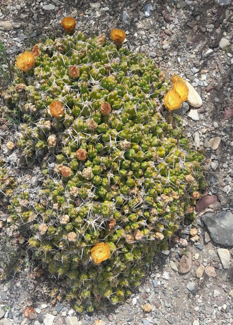 Maihueniopsis hickenii habit