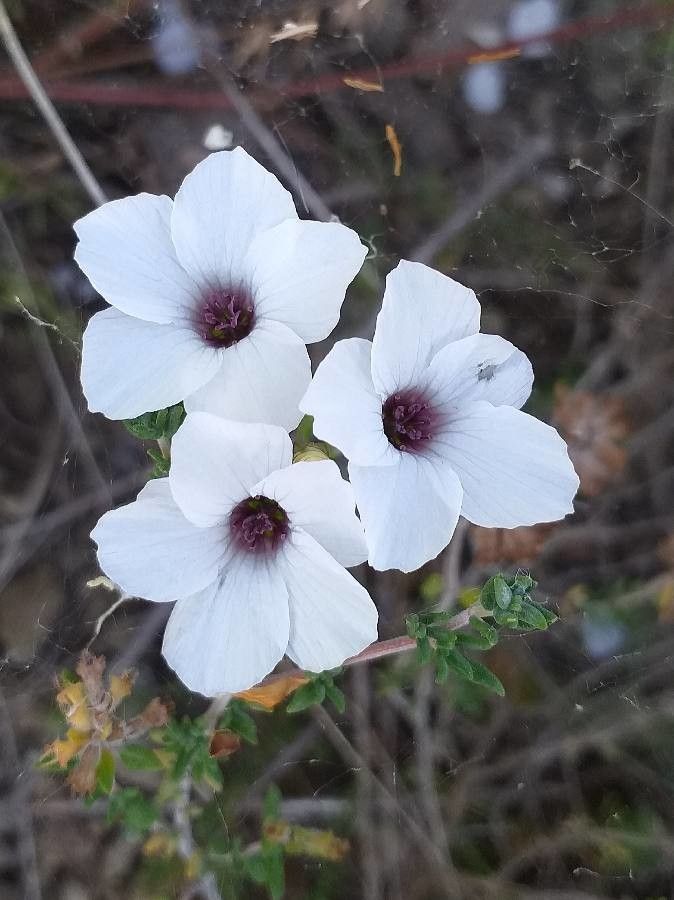 Linum suffruticosum flower