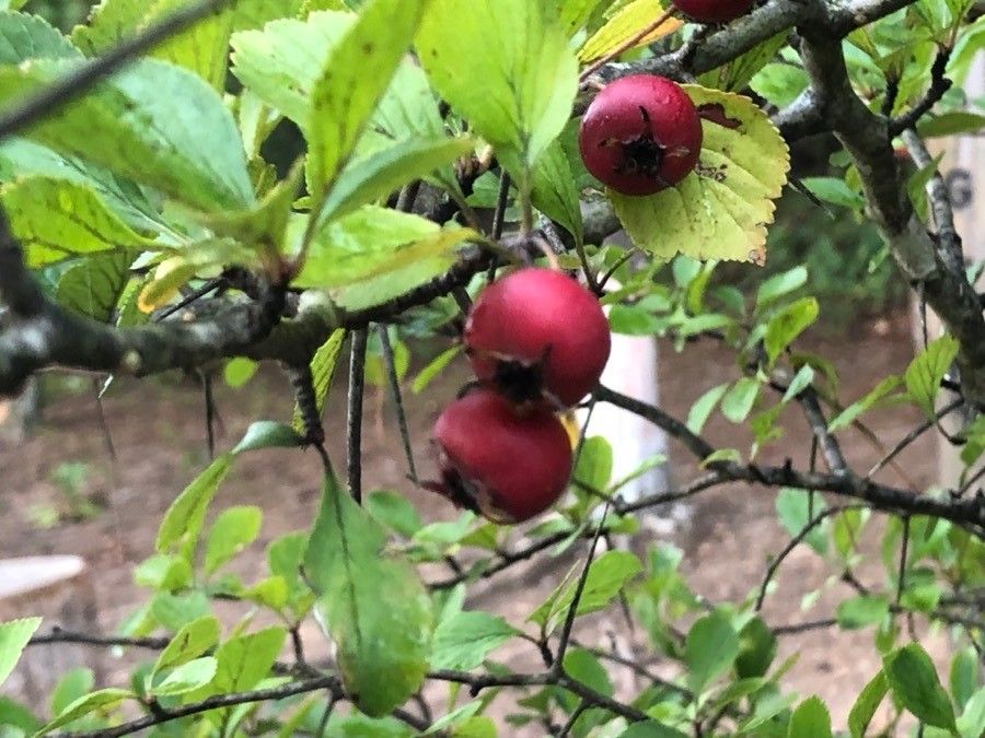 Crataegus tracyi fruit