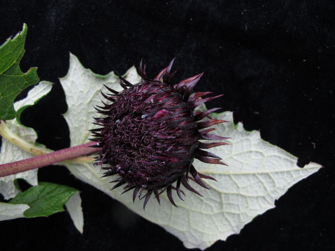 Saussurea macrota habit