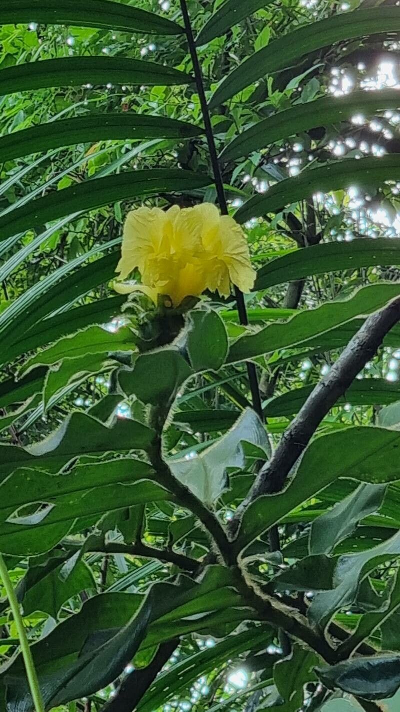 Costus villosissimus flower