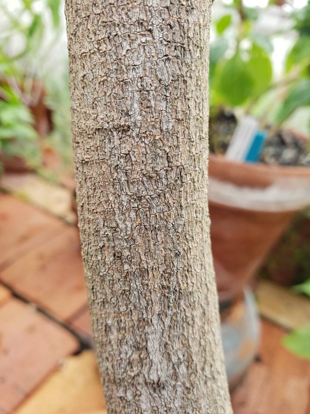 Mitrephora wangii bark