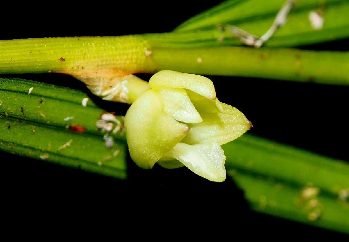 Dendrobium bilobum — search result for 'Vanuatu'