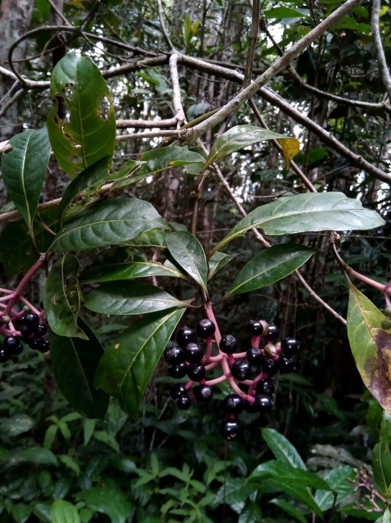 Chassalia catatii — houseplant care guide