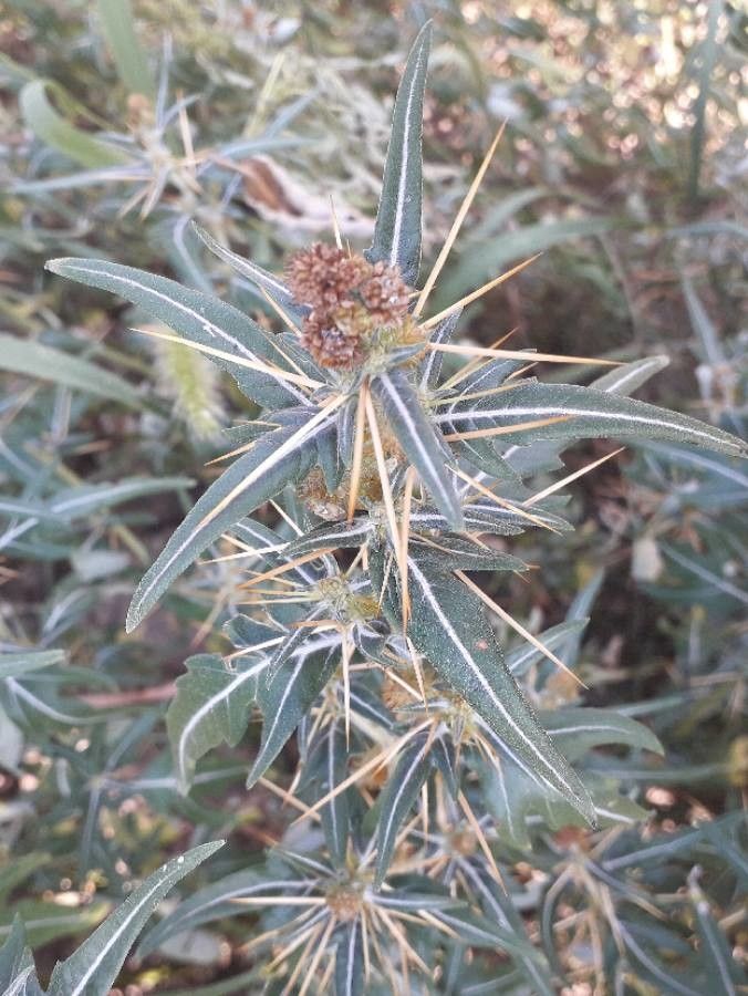 Xanthium spinosum flower
