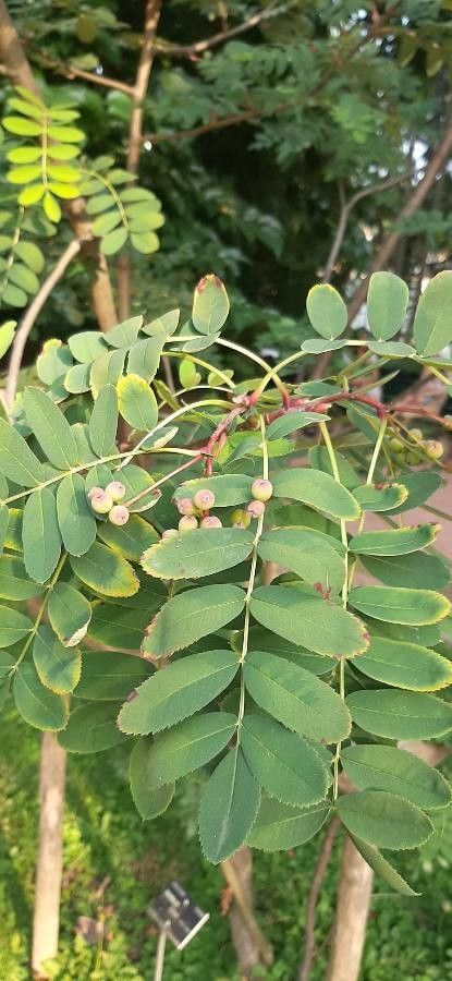 Sorbus coxii — houseplant care guide