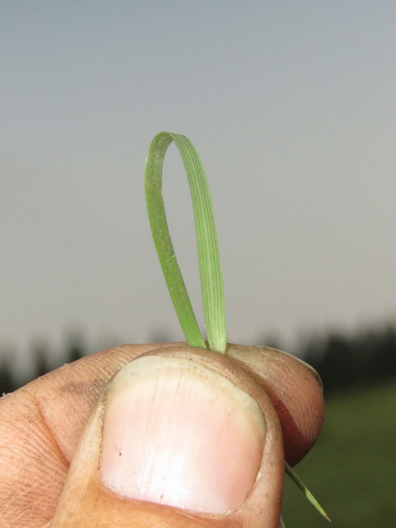 Digitaria monodactyla leaf